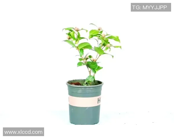 刘芳独家分享篮球心得与技巧助你提升球技的全面指南