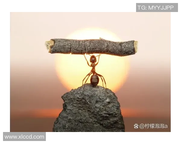 攀岩之路上的深度对话:陈娜如何在挑战中找到自我与激情 攀岩之路上的深度对话:陈娜如何在挑战中找到自我与激情